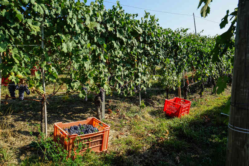 Raccolto in un vigneto di Cannubi a Barolo