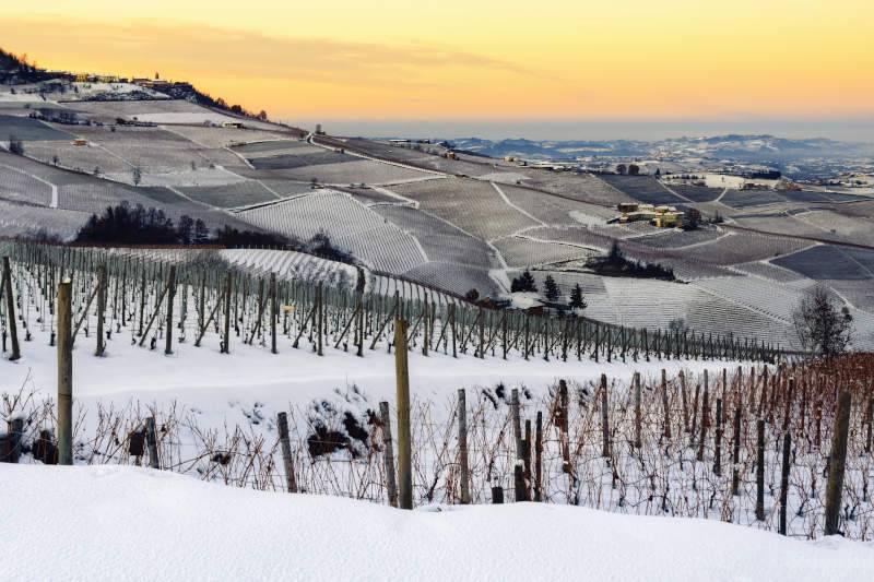 Vigneti di Barolo nelle Langhe in inverno