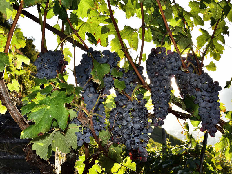 Nebbiolo per Grumello in Valtellina