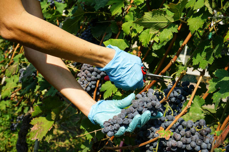 Taglio dei grappoli durante la vendemmia a Cannubi nei pressi di Barolo